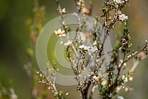 tea tree flower and seeds in tasmania australia