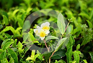 Tea tree flowers