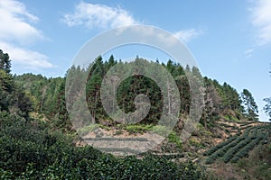 Tea tree flowers in the tea garden in the sun
