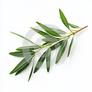 Tea tree leaves with small, pointed shapes isolated on a clean background photo