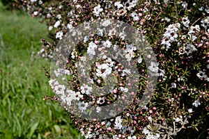 Tea tree or manuka or leptospermum scoparium plant