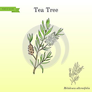 Tea tree Melaleuca alternifolia , or narrow-leaved paperbark - medical plant