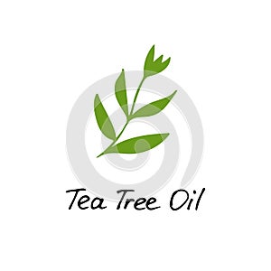 Tea Tree Plant. Cosmetic ingredient tea tree oil. Hand drawn icon for print and web. Vector graphic