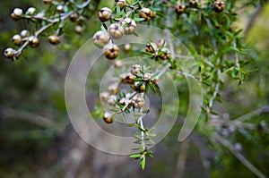Tea tree plant with seed pods and leaves