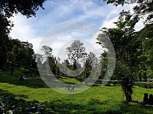 Tea tree Puncak Cisarua indonesia