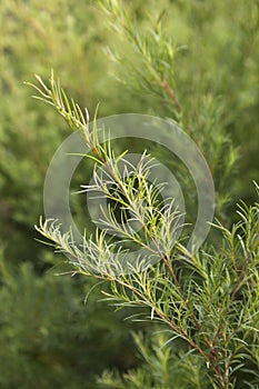 Tea tree sprig photo