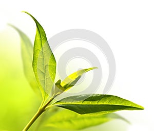 Tea tree (Thea sinensis).