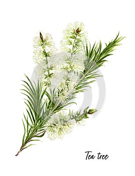 Tea tree watercolor illustration isolated on white background