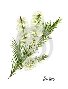 Tea tree watercolor illustration isolated on white background photo