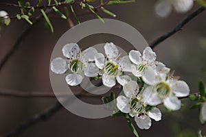 Tea Tree White Flowers