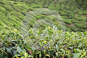 Tea trees and leaves at the plantations in Cameron Highlands, Malaysia