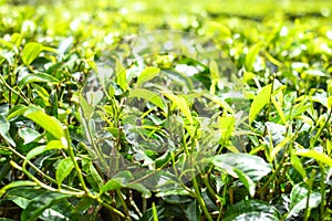 Tea trees and leaves at the plantations in Cameron Highlands, Malaysia