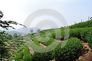 Tea trees in Longjin village of Hangzhou