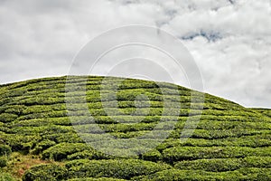 Tea trees at the plantations in Cameron Highlands, Malaysia