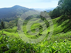 Té el valle 