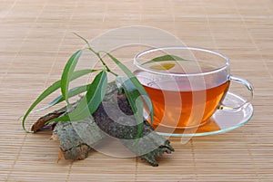 Tea willow