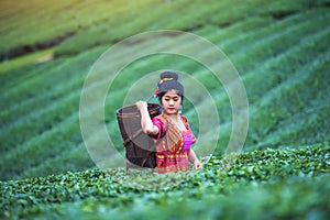 Tea worker picking tea leaves in a tea plantation