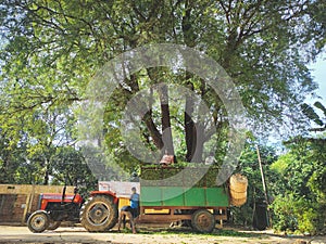 Tea worker in Sylhet