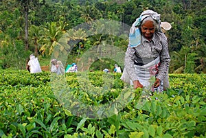 Tea Workers at the Tea Plantation in Sri Lanka