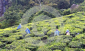 Té trabajadores en negocios en té jardín en, 