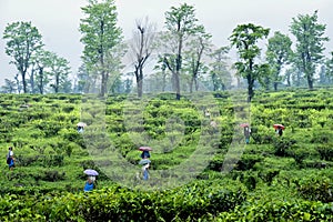 Tea workers working at santanekhola tea estate near dooars west bengal india