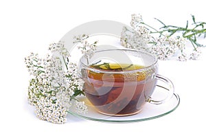 Tea yarrow 02