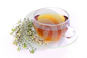 Tea yarrow