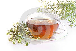 Tea yarrow