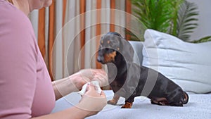 Teaching a dog to clean his ears, addiction motivation. Pet hygiene, home care