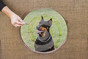 Teaching pet to discipline and obedience