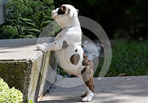 Teaching puppy stairs