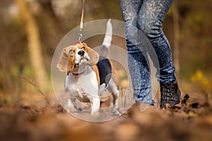 Teaching Your Dog to Walk on a Leash