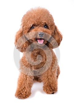 Teacup Poodle on a whitel background