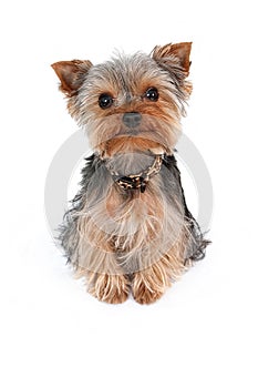 Teacup Yorkshire Terrier