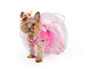 Teacup Yorkshire Terrier in Pink Outfit photo