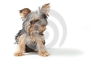 Teacup Yorkshire Terrier on White Background