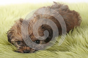 Teacup Yorkshire Terrier on White Background