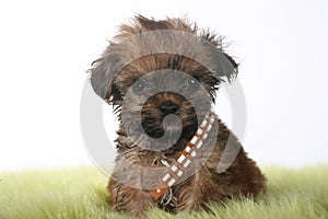 Teacup Yorkshire Terrier on White Background