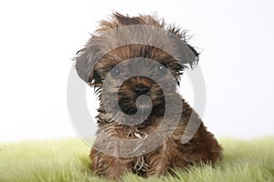 Teacup Yorkshire Terrier on White Background