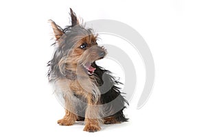 Teacup Yorkshire Terrier on White Background