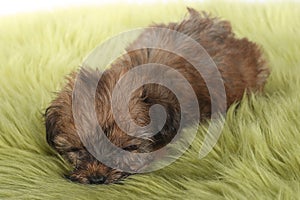 Teacup Yorkshire Terrier on White Background