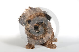 Teacup Yorkshire Terrier on White Background