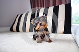 Teacup yorkshire terrier