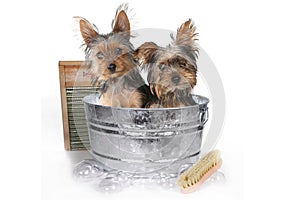 Teacup Yorkshire Terriers on White Bathing