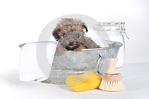 Teacup Yorkshire Terriers on White Bathing