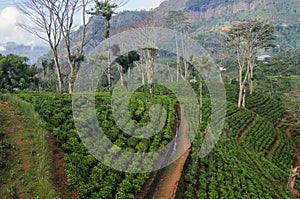 Teafield in the hills of Sri Lanka