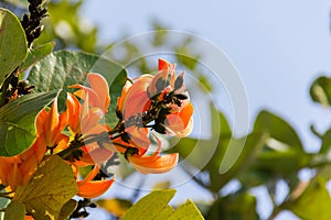 Teak flower scientific name: Butea monosperma