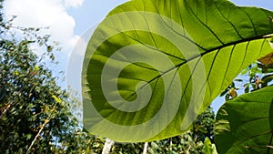 Teak leaf texture, cloudy sky background