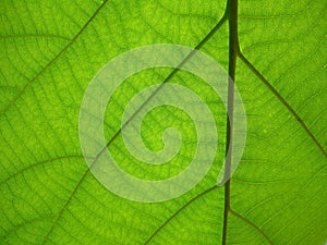 Teak plant leaf venation pattern, green background