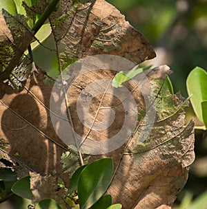 Teak Tectona grandi Tree Large Leaf Drying and defoiling photo